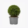 product-image-4_optimized Minim Veniam