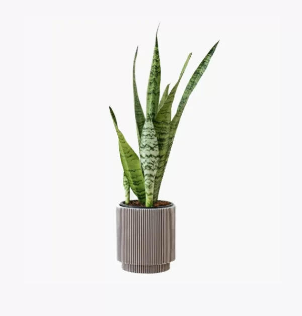 product-image-6_optimized Minim Veniam